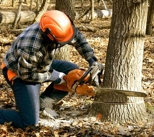 Tree Removal in South Sutton, NH